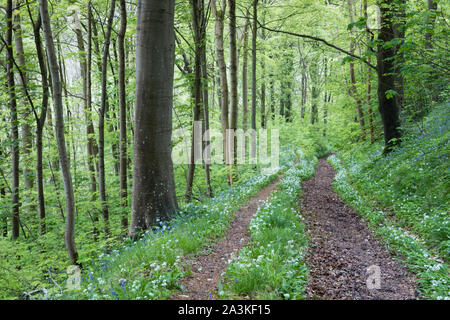 Frühling; Bärlauch und Glockenblumen in den Wäldern in der Nähe von Milton Abbas, Dorset, England, UK wachsende Stockfoto