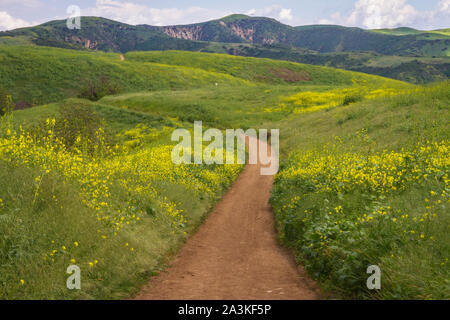 Wandern durch Chino Hills State Park im Frühling blühen. In Südkalifornien Stockfoto