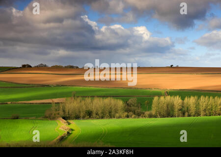 Dappled Licht auf den Frühling Landschaft, Poyntington, Dorset, England, Großbritannien Stockfoto