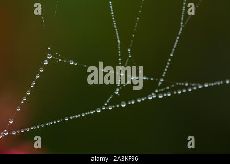Dünnes Gewebe mit Tau am Morgen Stockfoto