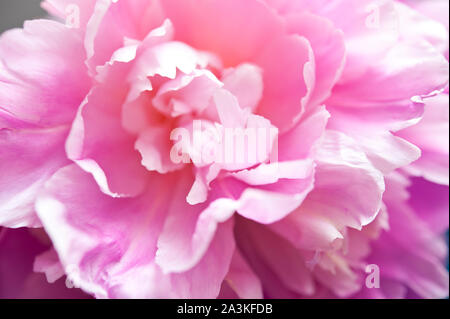 Rosa Pfingstrose Blumen in Vase Stockfoto