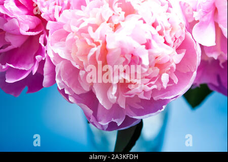Rosa Pfingstrose Blumen in Vase Stockfoto