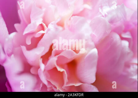 Rosa Pfingstrose Blumen in Vase Stockfoto