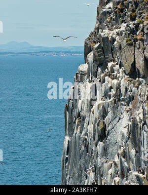 Seevögel nsesting auf steilen Klippen der Insel. Fife, Schottland Stockfoto