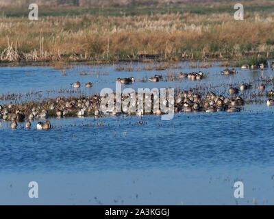 Uferschnepfe Limosa limosa, Eurasischen pfeifente Anas penelope und Nördlichen pintail Anas acuta ruht auf einem grasbewachsenen Insel in einem Swimmingpool, GREYLAKE RSPB R Stockfoto