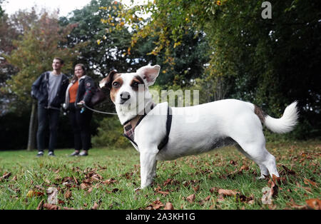 Auf 0001 Donnerstag, Oktober 10 Studenten Paige Ein und James Woods walking Bessie, einem drei Jahre alten Jack Russell, der verbindet den Kampf Studenten an der Universität Newcastle mit ihre psychische Gesundheit zu helfen, ist ein Embargo verhängt. Bessie, die Sally Ingram, Direktor der Universität Student Gesundheit und Wohlbefinden gehört, ist für Studierende zum Ausleihen und für einen Spaziergang rund um den lokalen Parks. Stockfoto