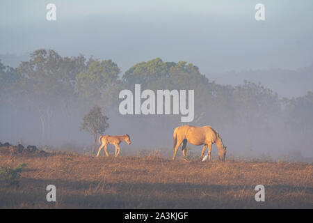 Eine Stute und Ihr Fohlen in einem Feld im Morgennebel, Mareeba, Queensland, Queensland, Australien Stockfoto