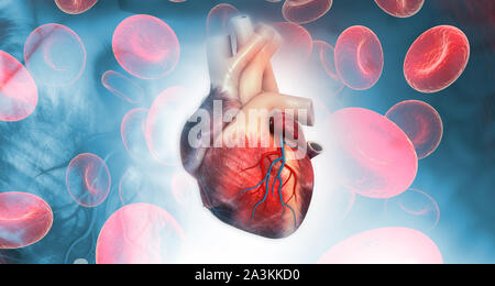 Anatomie des menschlichen Herzens. 3D-Darstellung Stockfoto