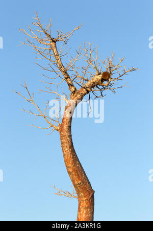 Baobab Baum Früchte in Afrika, Madagaskar wächst Stockfoto