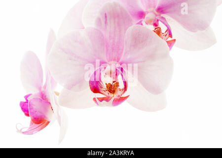 Blassrosa Phalaenopsis Orchidee wird im Allgemeinen Mottenorchid genannt, isoliert vor weißem Hintergrund. Stockfoto