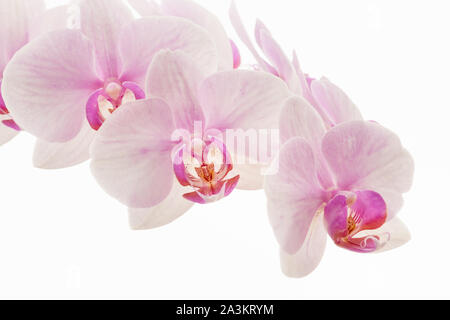 Blassrosa Phalaenopsis Orchidee wird im Allgemeinen Mottenorchid genannt, isoliert vor weißem Hintergrund. Stockfoto