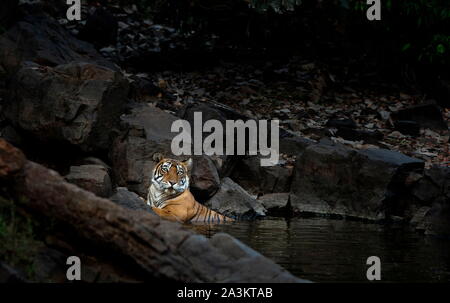 Tigerin Abkühlung Wasserloch, Panthera tigris, Ranthambhore, Rajasthan, Indien Stockfoto