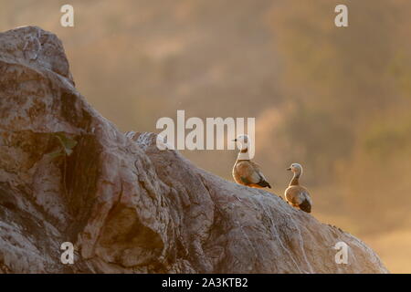 Shell Ruddy Duck Paar im Abendlicht, Tadorna ferruginea, Ranthambhore, Rajasthan, Indien Stockfoto