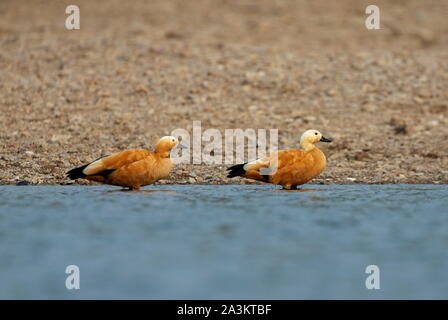 Ruddy Shellduck, Tadorna ferruginea, Chambal, Rajasthan, Indien Stockfoto