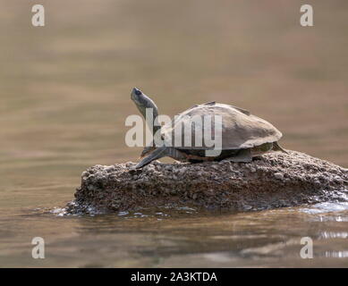 Turtle basking am Ufer des Chambal, Rajasthan, Indien Stockfoto