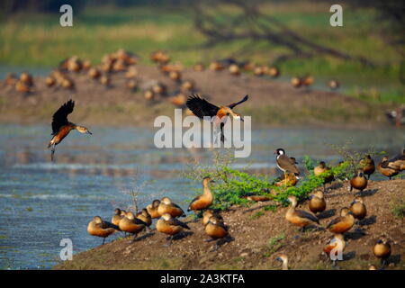 Weniger pfeifen Enten anlanden, Dendrocygna javanica, Bharatpur, Rajasthan, Indien Stockfoto