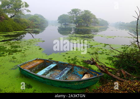 Kanu in See mit Moos, Bharatpur, Rajasthan, Indien Stockfoto