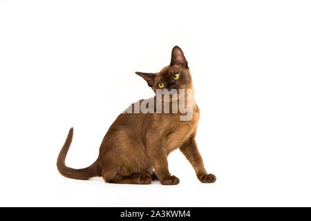 Burmese Cat. Süße verspielte schokoladefarbenen Kätzchen. Auf weissem Hintergrund Stockfoto