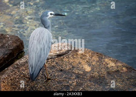 Weiß konfrontiert Heron auf Felsen am Wasser Stockfoto