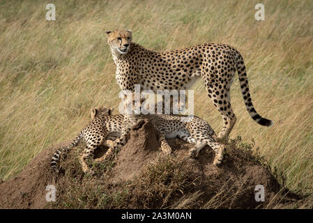 Gepard steht auf termite Damm mit Familie Stockfoto