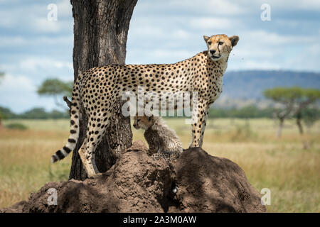 Gepard steht mit Cub auf termite Damm Stockfoto