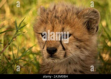 Close-up cheetah Cub in Gras mit catchlights Stockfoto