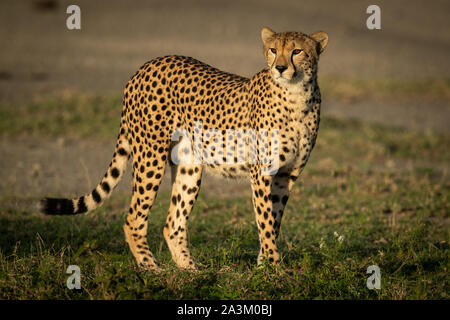 Cheetah mit catchlight steht in grasbedeckte Ebene Stockfoto