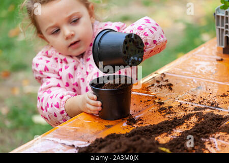 Detailansicht der Kleinkind Kind einpflanzen junge zuckerrüben Sämling in einen fruchtbaren Boden. In den Schulen, Kinder Praxis didaktische Botanik Workshops. Stockfoto