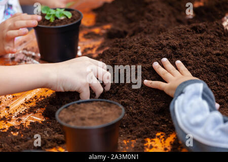 Detailansicht der Hände toddler Einpflanzen junge zuckerrüben Sämling in einen fruchtbaren Boden. In den Schulen, Kinder Praxis didaktische Botanik Workshops. Stockfoto