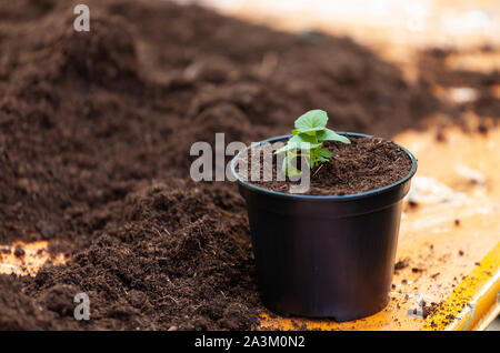 Junge frische Sämling steht in Kunststoffbehälter. Pflanzen für pädagogische Zwecke in thematischen Labors verwendet. Stockfoto