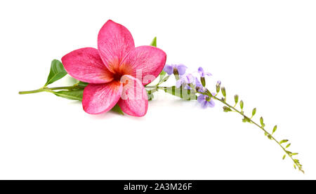 Frangipani Blüten und Blätter auf weißem Hintergrund Stockfoto