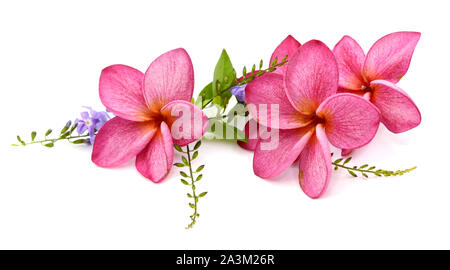 Rosa plumeria Frangipani tropische Blumen und Blätter auf weißem Hintergrund. Stockfoto