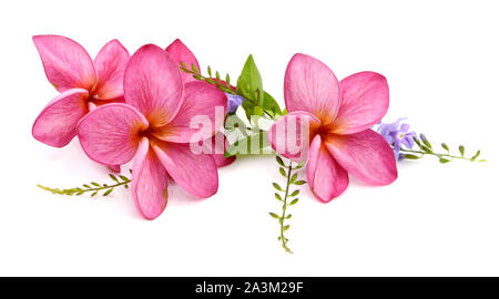 Blumenstrauß aus Schöne rosa Hibiskus Blumen isoliert auf weißem Hintergrund Stockfoto