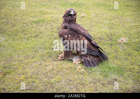 Golden Eagle Eagle Jäger in Kirgisistan verwendet Stockfoto