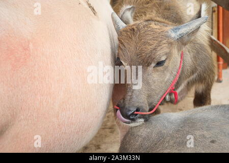 Der albino Wasserbüffel im Stall, in der Nähe der Kalb in Hof, vorbei an einem roten Seil durch die Nase der Huftiere Stockfoto