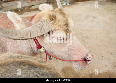 Der albino Wasserbüffel im Stall, in der Nähe der Kalb in Hof, vorbei an einem roten Seil durch die Nase der Huftiere Stockfoto