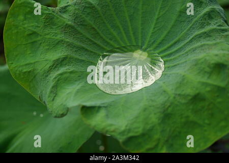 Transparente Wassertropfen auf einem grünen Lotus Blatt, tropischen Wasserpflanzen in Asien Stockfoto