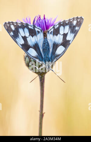 Schachbrettfalter (Melanargia galathea) weibliche Schmetterling sitzt mit der Oberseite nach unten auf eine größere Flockenblume (Centaurea scabiosa) Blüte. Stockfoto