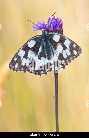 Schachbrettfalter (Melanargia galathea) weibliche Schmetterling sitzt auf größere Flockenblume (Centaurea scabiosa) Blüte. Stockfoto