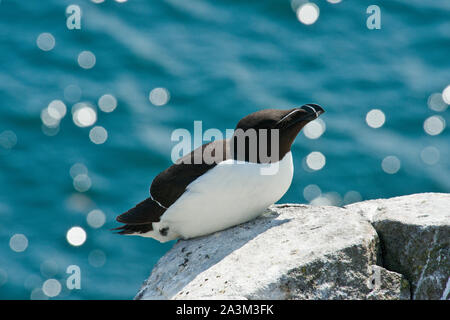 Tordalk (Alca torda) Seevögel auf der Insel. Stockfoto