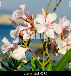 Blühender Oleander in Italien. Quadratisches Bild Stockfoto