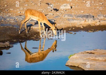 Eine weibliche Schwarze konfrontiert Impala Trinken an einem Wasserloch, Etosha, Namibia, Afrika Stockfoto