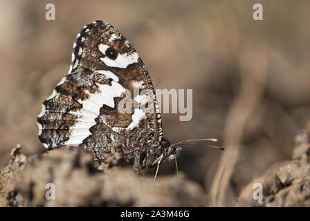 Große gebändert Äschen (Brintesia oder Aulocera Circe) Schmetterling Close-up sitzt auf dem Boden in seiner Umgebung perfekt getarnt. Stockfoto