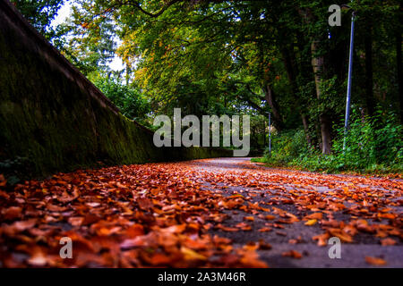 Konzept Flora: Natürliche Impressionen Stockfoto