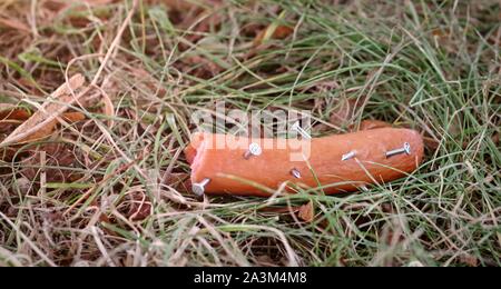 Wurst gespickt mit Nägeln. Giftige Köder. Stockfoto