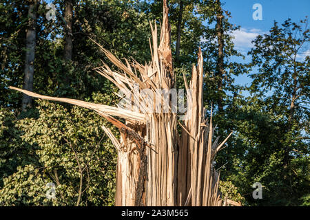 Gebrochene Baum nach einem Sturm Stockfoto