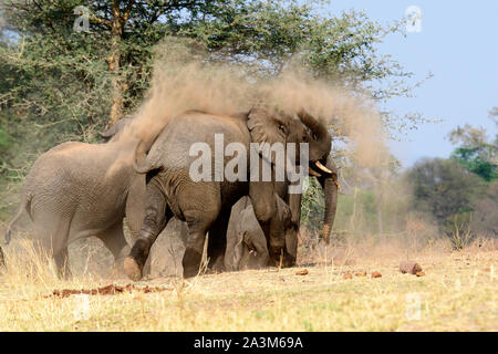 Afrikanischer Elefant mit einem Staub Badewanne Stockfoto