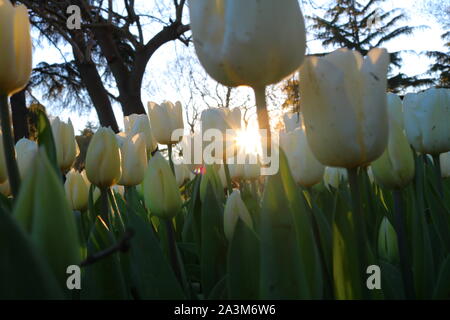 Weiße Tulpenfelder bei Sonnenuntergang Stockfoto