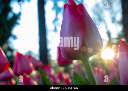 Rosa Tulpe im Fokus und Sonne Stockfoto