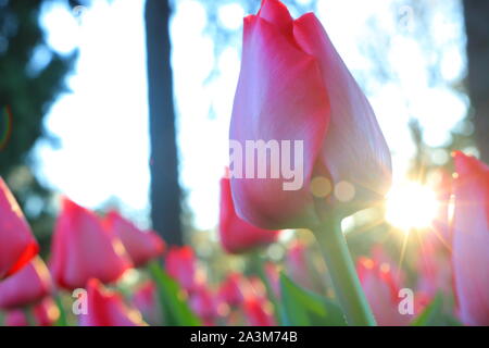 Rosa Tulpe im Fokus und Sonne Stockfoto